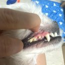 스타덴탈2 이미지