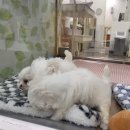 UR(파주시)-[한울로]-상-8 | 강아지사료 추천, 유한양행 윌로펫 뉴트리탑 어덜트(1~7세 기준, 동결건조 사료)