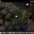 (바닐라프레이즈(등) 붉은색수국꽃을 보기위한 전지시기 이미지