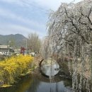 영산 만년교 | 창녕 벚꽃 명소 영산만년교, 연지못 다녀온 후기