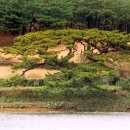 제주 수산리 곰솔 이미지