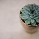 염소자리 이미지