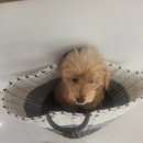 삐삐애견샵 이미지