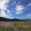 늠내길 1코스 숲길 이미지