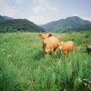 신옥산농장 네이버블로그