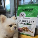 동원섬유 | 노령견도 좋아하는 부드러운 소프트사료, 동원 뉴트리플랜 소프트뮨 오리&amp;식이섬유 강아지사료후기
