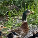 샤인펜션 이미지