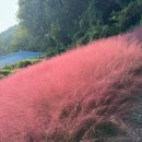 아산 핑크뮬리 카페 커피인터뷰 주말 데이트 ~!