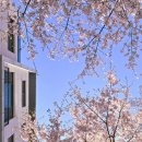 광교카페거리 | 🌸 광교 카페거리 벚꽃 다녀온 후기｜수원 데이트 코스로 딱 좋았던 곳