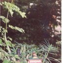 ★민군과 현쑤의 어리버리 7박 8일=0=★ㅡ다섯째날:도쿄-지브리뮤지엄,시내 등...코리아하우스&amp; 사진약간..ㅋㅋ(수정끝) 이미지