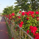 가곡강변로 이미지