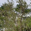 구절초(九節草) 이미지