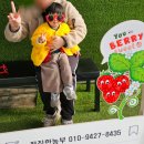 돌2농장 | 남양주 딸기체험 경기도 수도권 제2더드림딸기농장 두 돌 아기랑 내돈내산 체험 후기