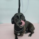 댕실 | 청주 복대동 애견미용실 &lt;댕실&gt; 강아지 미용은 무조건 여기로!