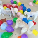 맘바이 루프탑 테라스 강아지 애견호텔 애견유치원 이미지