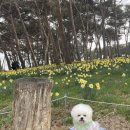 서산떡집 | 서산 유기방가옥 수선화 명소 주차 애견동반 후기 (라떼랑 다녀옴)