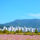 김해 대동 생태체육공원 코스모스 꽃밭 이미지