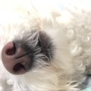 귀여워, 댕댕이 이미지