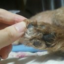 아지발바닥 이미지