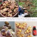 안동 흙생강 50% 맛보기 이벤트 이미지