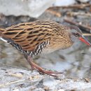 남대천R 이미지