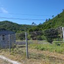 계두농장 | 병아리 예방접종 알바다녀왔는데요!! 제가 해봤습니다