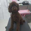 개멋지냥 이미지