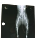 청안동물병원 이미지