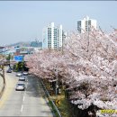 꽃보라동산 이미지