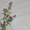 들꽃그림 천아트 | 광목그림 엉겅퀴-김해 창원 원데이클래스 들꽃그림 천아트♡