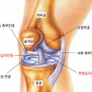 전방십자인대 상식 이미지