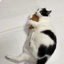 냥냥이 캔따개 | [냥품점] 노묘,고양이 리필 장난감 맛집 추천! 안끊기는 낚시줄