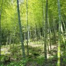 맹종죽순체험길 이미지