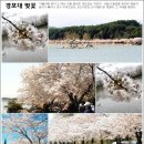 ☺ 4월 15일(월) 벚꽃나들이 - 경포호 벚꽃길 & 대관령 양떼목장 (강원 강릉) ☺ 이미지