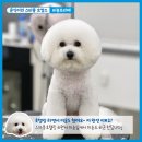 럭셔리하개 이미지