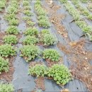 박하농장 이미지