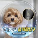 1살 강아지의 슬개골 탈구 수술 후기! 침대에서 뛰어내린 후 갑자기 다리를 절었던 이유는?