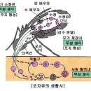 5.생물의 다양성 - 2. 분류의 실제 - (1) 원생 생물계 이미지