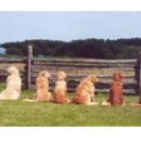 GR kennel 이미지