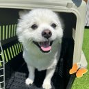 놀러오개 애견유치원 애견호텔 전주점 이미지