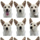 워너비독 이미지