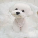 오몽 애견미용실 이미지