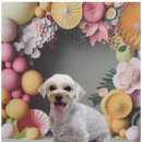 블랑드펫 | 은평구말티즈미용잘하는곳 블랑드펫에서의 특별한 1대1 맞춤 미용 후기