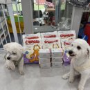 동물보육원 이미지