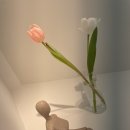 딥플리슬로우리 네이버블로그