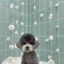 무거동 봄이네 이미지