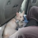 펫택시 | 행복한 펫택시 이용후기