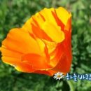 우리말 겨루기 595회 시청 후기