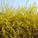 금호강변 이미지