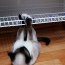 쪼코의옷장 이미지